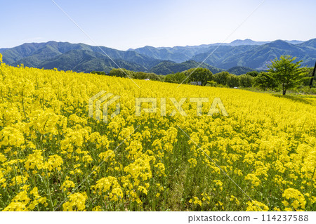 三倉高原（滑雪場）春季（初夏）油菜花田 福島縣喜多方市 114237588
