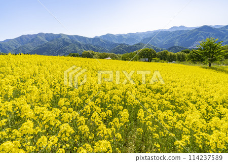 三倉高原(滑雪場)春季(初夏)油菜花田 福島縣喜多方市 三倉高原(滑雪場)春季(初夏)油菜花田 福島縣喜多方市 114237589