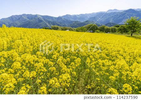 三倉高原(滑雪場)春季(初夏)油菜花田 福島縣喜多方市 三倉高原(滑雪場)春季(初夏)油菜花田 福島縣喜多方市 114237590