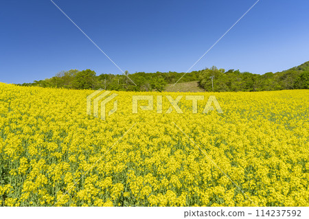 Spring (early summer) rapeseed flower fields at Sannokura Highlands (ski resort), Kitakata City, Fukushima Prefecture Spring (early summer) rapeseed flower fields at Sannokura Highlands (ski resort), Kitakata City, Fukushima Prefecture 114237592