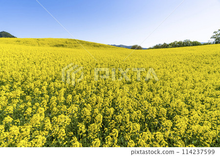 Spring (early summer) rapeseed flower fields at Sannokura Highlands (ski resort), Kitakata City, Fukushima Prefecture Spring (early summer) rapeseed flower fields at Sannokura Highlands (ski resort), Kitakata City, Fukushima Prefecture 114237599
