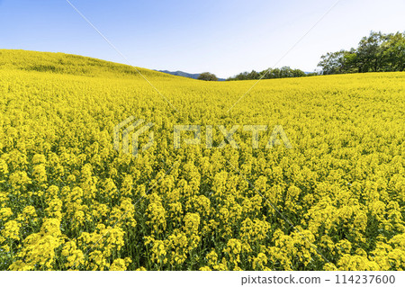 Spring (early summer) rapeseed flower fields at Sannokura Highlands (ski resort), Kitakata City, Fukushima Prefecture Spring (early summer) rapeseed flower fields at Sannokura Highlands (ski resort), Kitakata City, Fukushima Prefecture 114237600