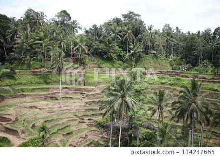 Rice terraces Rice terraces 114237665