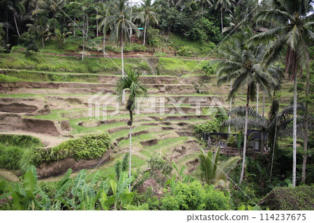 Rice terraces Rice terraces 114237675