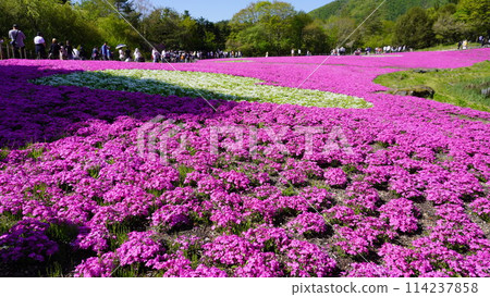 Fuji Shiba cherry-blossom Festival Fuji Shiba cherry-blossom Festival 114237858