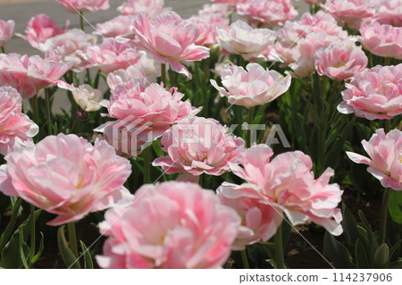 ~Tulips~ ✿・✿・✿・Angelica・✿・✿・✿ 114237906