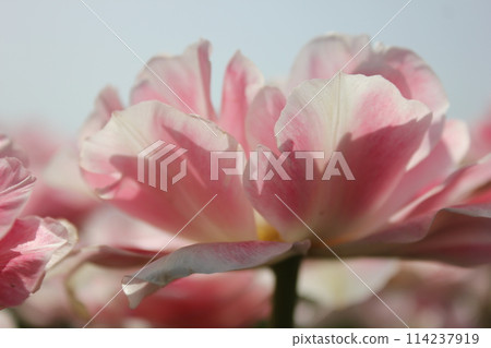 ~Tulips~ ✿・✿・✿・Angelica・✿・✿・✿ ~Tulips~ ✿・✿・✿・Angelica・✿・✿・✿ 114237919