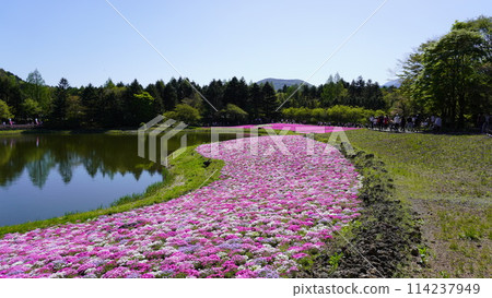 Fuji Shiba cherry-blossom Festival Fuji Shiba cherry-blossom Festival 114237949