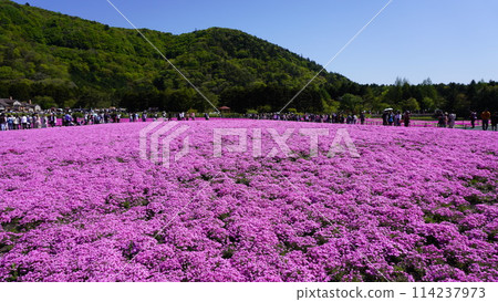 Fuji Shiba cherry-blossom Festival 114237973