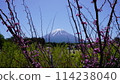 Fuji Shiba cherry-blossom Festival 114238040
