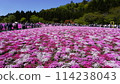 Fuji Shiba cherry-blossom Festival 114238043