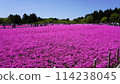 Fuji Shiba cherry-blossom Festival 114238045