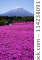 Fuji Shiba cherry-blossom Festival 114238091