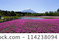 Fuji Shiba cherry-blossom Festival 114238094
