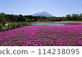 Fuji Shiba cherry-blossom Festival 114238095