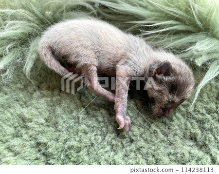 出生後不久，一隻很小的早產貓，一隻未睜開的流浪貓，一隻可愛的小貓 114238113