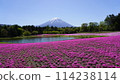 Fuji Shiba cherry-blossom Festival 114238114