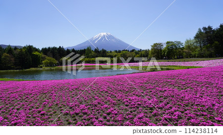 富士柴葉櫻花節 富士柴葉櫻花節 114238114