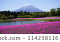 Fuji Shiba cherry-blossom Festival 114238116