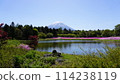 Fuji Shiba cherry-blossom Festival 114238119