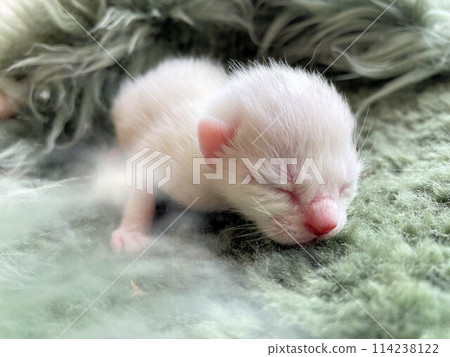 A very tiny premature baby cat just after birth. A stray baby cat before its eyes open, a cute kitten. A very tiny premature baby cat just after birth. A stray baby cat before its eyes open, a cute kitten. 114238122