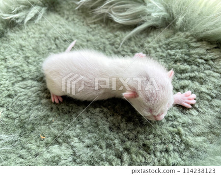 A very tiny premature baby cat just after birth. A stray baby cat before its eyes open, a cute kitten. A very tiny premature baby cat just after birth. A stray baby cat before its eyes open, a cute kitten. 114238123