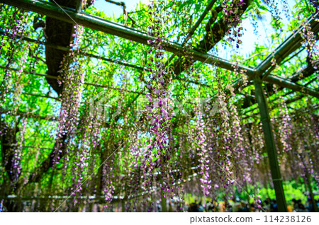 wisteria flowers in full bloom wisteria flowers in full bloom 114238126