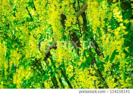 Yellow wisteria 114238141