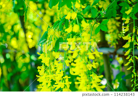 Yellow wisteria 114238143