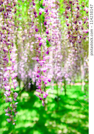 wisteria flowers in full bloom 114238147