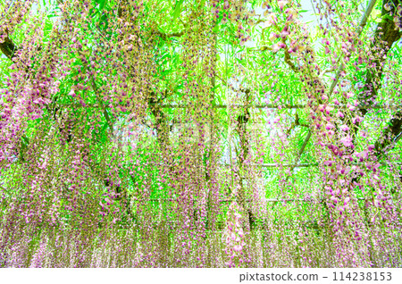 wisteria flowers in full bloom 114238153
