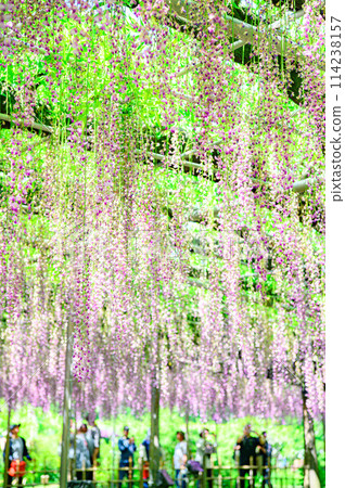 wisteria flowers in full bloom 114238157