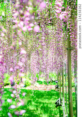 wisteria flowers in full bloom 114238162