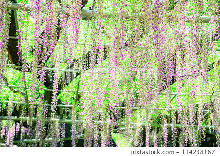 wisteria flowers in full bloom 114238167