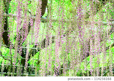wisteria flowers in full bloom 114238168