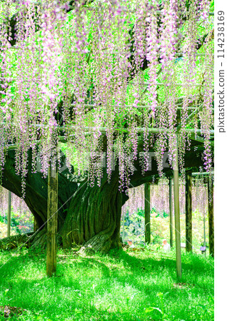 wisteria flowers in full bloom 114238169