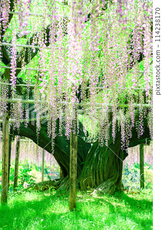 wisteria flowers in full bloom wisteria flowers in full bloom 114238170