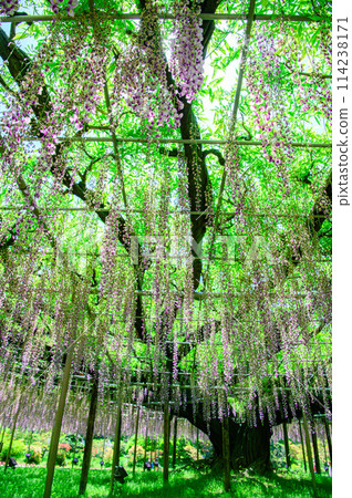 wisteria flowers in full bloom 114238171