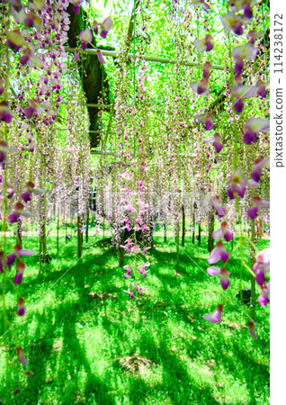 wisteria flowers in full bloom wisteria flowers in full bloom 114238172