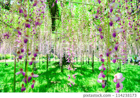 wisteria flowers in full bloom 114238173