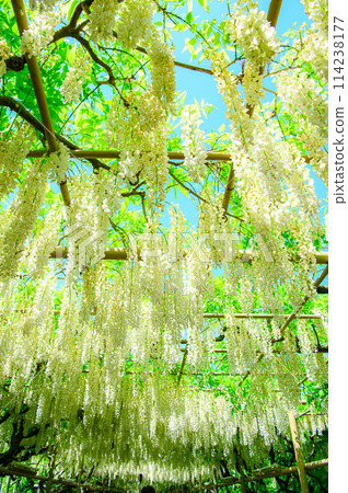 Beautiful white wisteria 114238177
