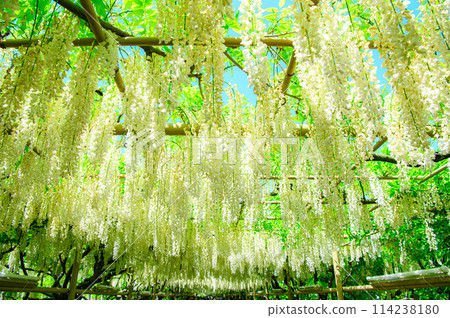 Beautiful white wisteria 114238180