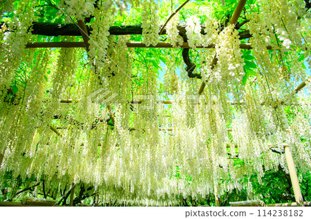 Beautiful white wisteria 114238182