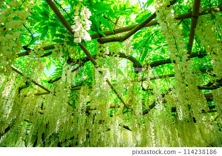 Beautiful white wisteria Beautiful white wisteria 114238186