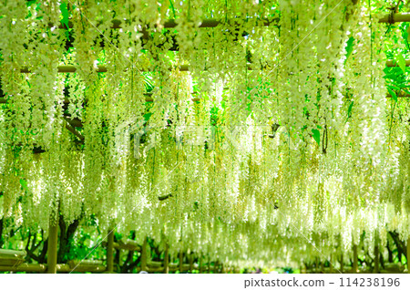 美麗的白色紫藤 114238196