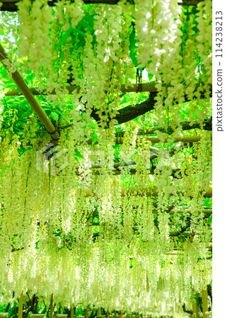 Beautiful white wisteria 114238213