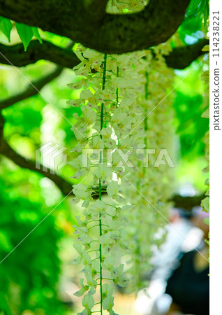 Beautiful white wisteria 114238221