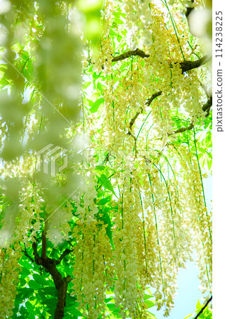 Beautiful white wisteria 114238225