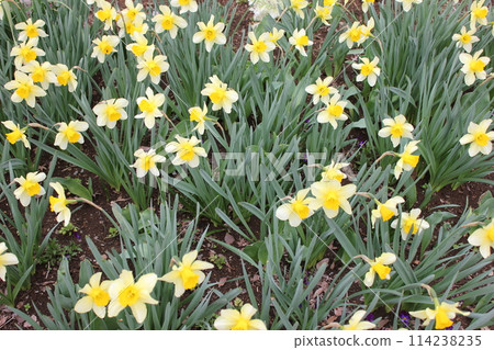 Narcissus ++·+ * Narcissus * +·++ 114238235