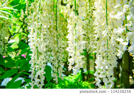 Beautiful white wisteria Beautiful white wisteria 114238238